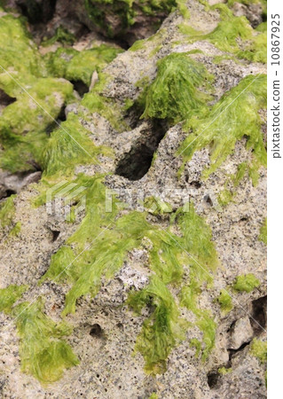 海草 海草 10867925