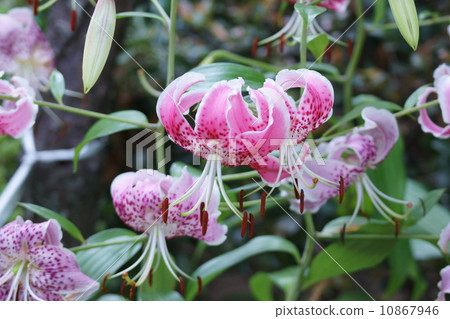 Yuri Kanoko Alias Tanabe Yuri 10867946