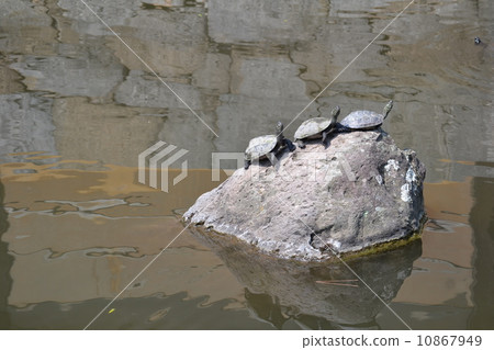 烏龜的三個兄弟 10867949