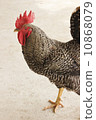 雞 10868079