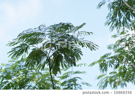 Nemu no leaves Nemu no leaves 10868356