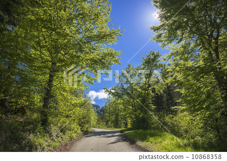Fresh green trees Fresh green trees 10868358