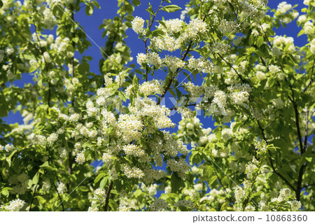 Spring flower  10868360