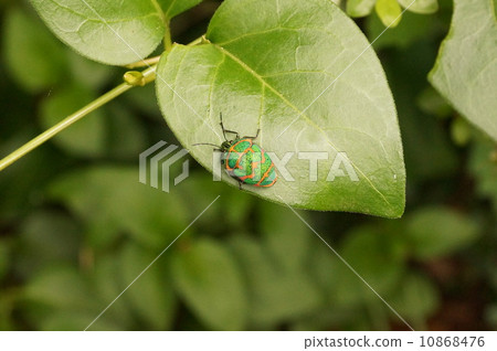 Red moss Red moss 10868476