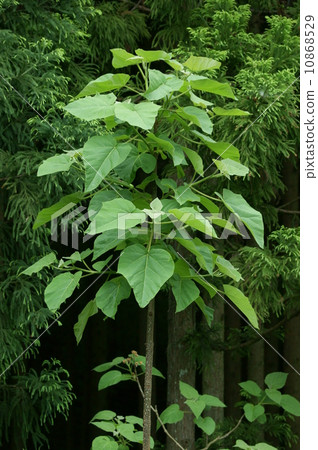 董葉（幼樹） 10868529