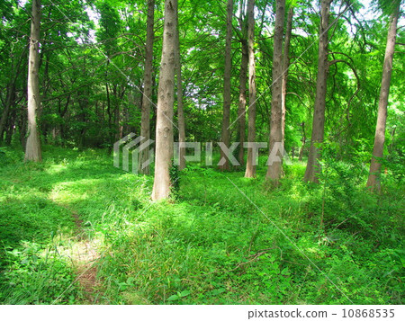 Grasshopper forest of sunbeams through sunlight Grasshopper forest of sunbeams through sunlight 10868535