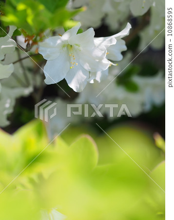 Five flowers of azalea 10868595