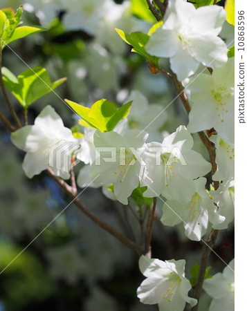 杜鵑花五朵花 10868596