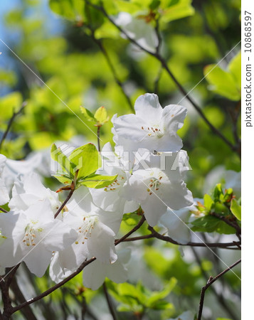 杜鵑花五朵花 10868597