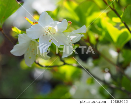 Five flowers of azalea 10868623