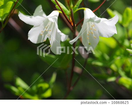 Five flowers of azalea 10868625