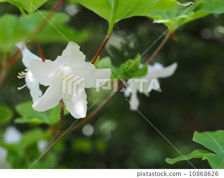 杜鵑花五朵花 10868626
