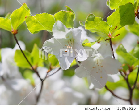 Five flowers of azalea 10868629