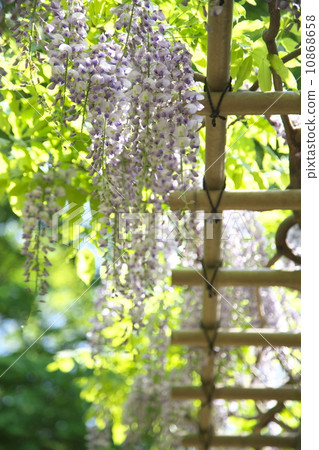  紫藤花 10868658
