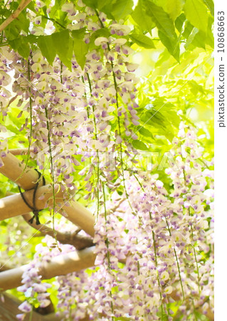 紫藤花 紫藤花 10868663