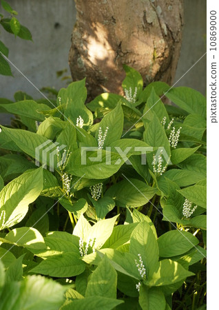 Phthalis sika Phthalis sika 10869000