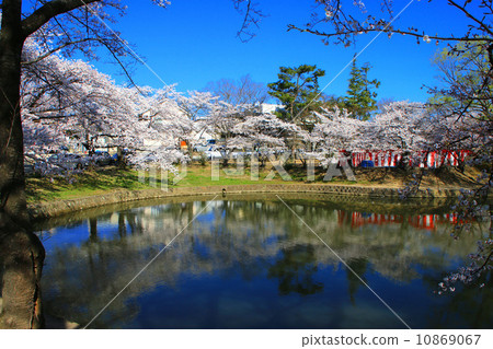 櫻花在Kakukeke公園 櫻花在Kakukeke公園 10869067