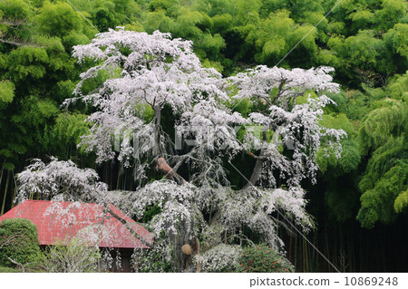 Cherry blossoms of Yukimura Cherry blossoms of Yukimura 10869248