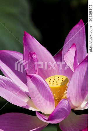 Lotus close-up Lotus close-up 10869341