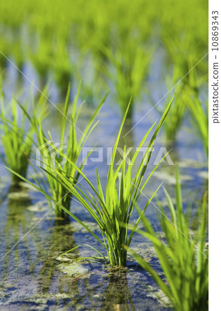 Rice Rice 10869343