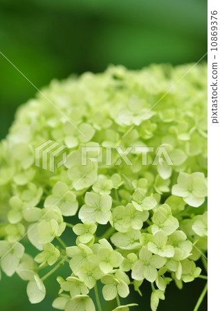 繡球花安娜貝爾 繡球花安娜貝爾 10869376