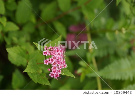 Labor Labor 10869448