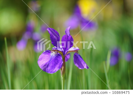 Iris 10869475
