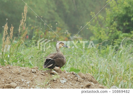 鴨子和開放空間 鴨子和開放空間 10869482