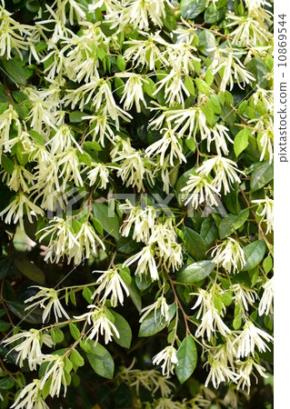 Tokiwamansaku 10869544