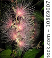 玉蕊 10869607