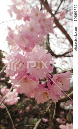 櫻桃樹 櫻桃樹 10869752