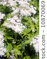 Astil Bet 10870069