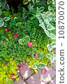  English garden 10870070