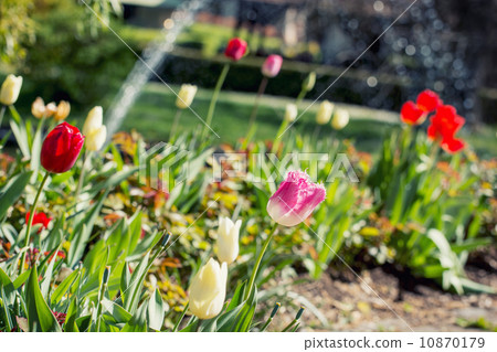 Red, yellow and pink tulips in the spring garden 10870179