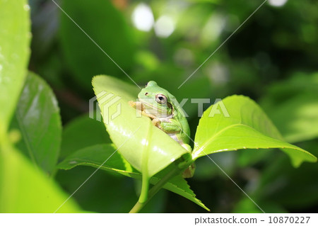 A frog A frog 10870227