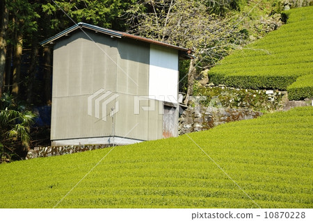 Tea plantations and barns Tea plantations and barns 10870228