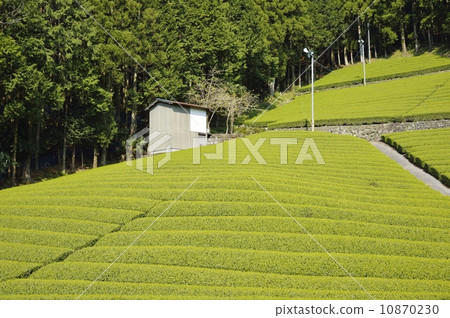 茶園和穀倉 茶園和穀倉 10870230