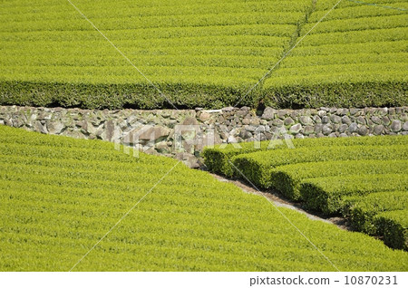 茶場 茶場 10870231