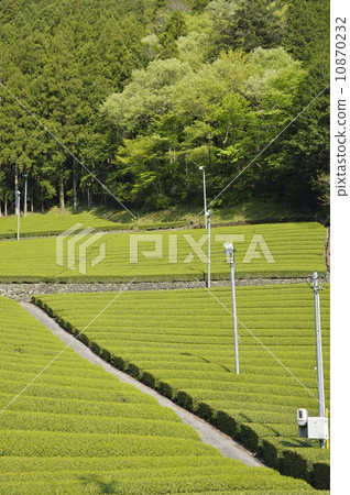 茶場 茶場 10870232