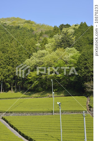 茶場 茶場 10870233