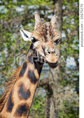 Portrait of an one giraffe Portrait of an one giraffe 10870270
