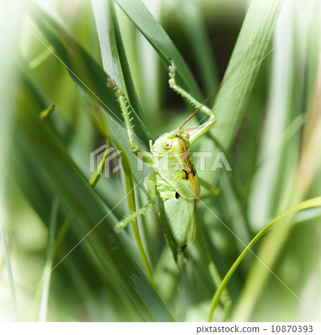 Grasshopper hiding in the grass Grasshopper hiding in the grass 10870393