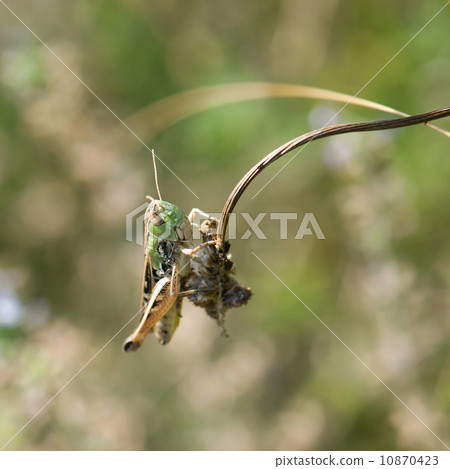 Grasshopper in a meadow (Chorthippus paralellus) Grasshopper in a meadow (Chorthippus paralellus) 10870423