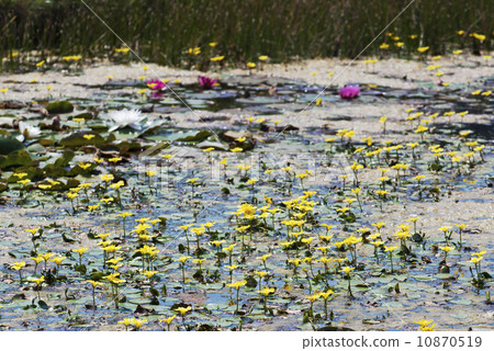Nuphar lutea 10870519