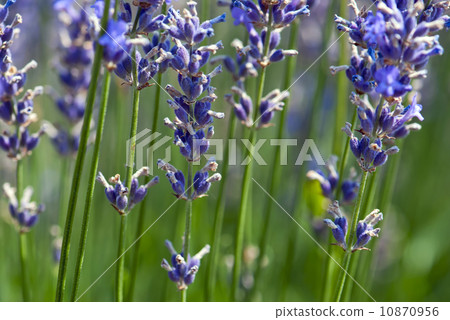 Lavender flower (Lavandula x intermedia) Lavender flower (Lavandula x intermedia) 10870956