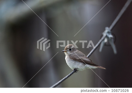 Kosamebutaki 3 Kosamebutaki 3 10871026