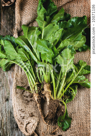 Bunch of young sugar beet roots Bunch of young sugar beet roots 10871186