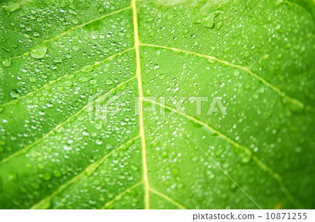 water drops on green leaf macro background. water drops on green leaf macro background. 10871255