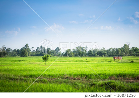 Green Rice Field in Thailand 10871256