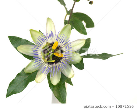 Watch grass with single vase 10871556